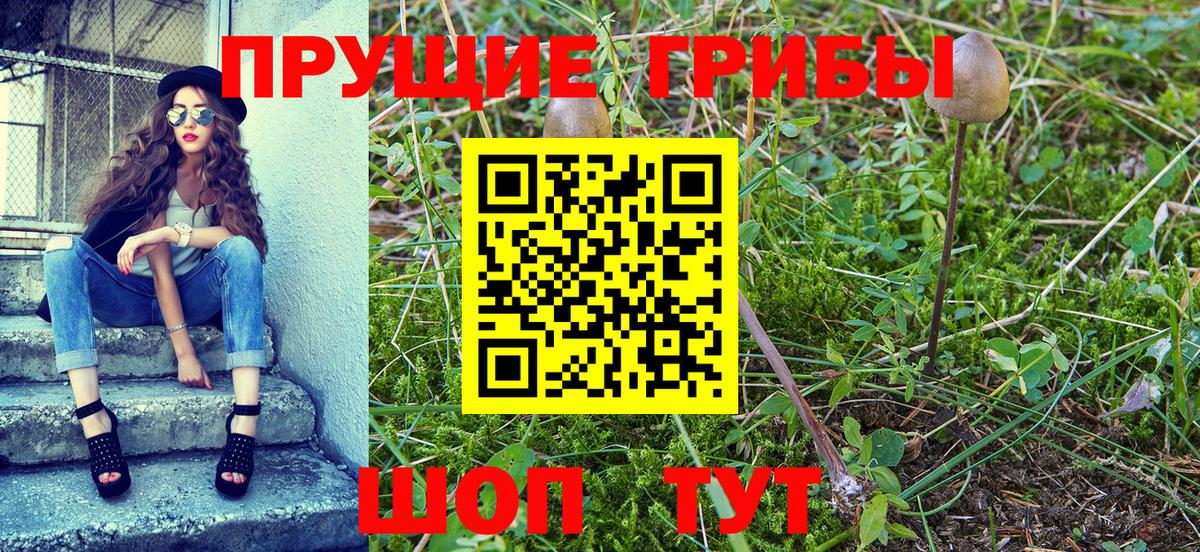 Псилоцибиновые грибы Psilocybe Ялуторовск